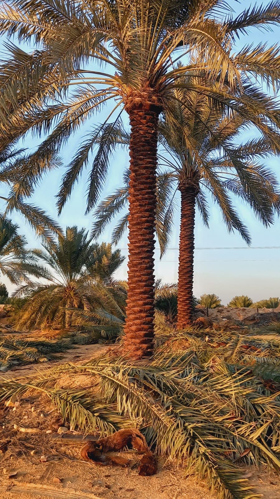 نخيل