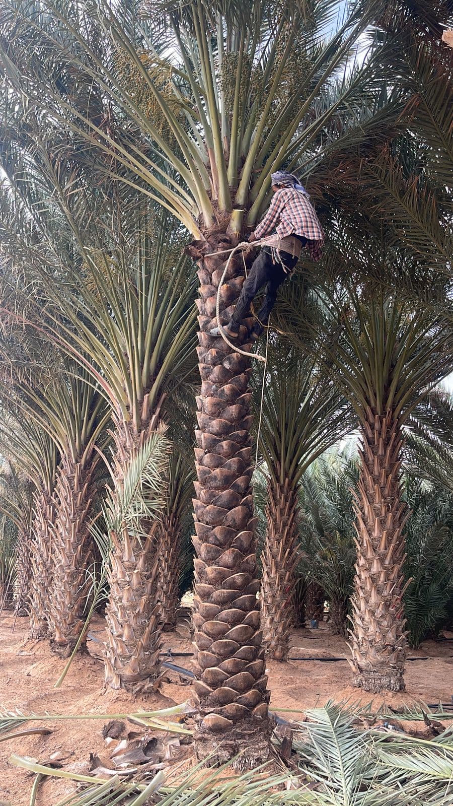 نخيل
