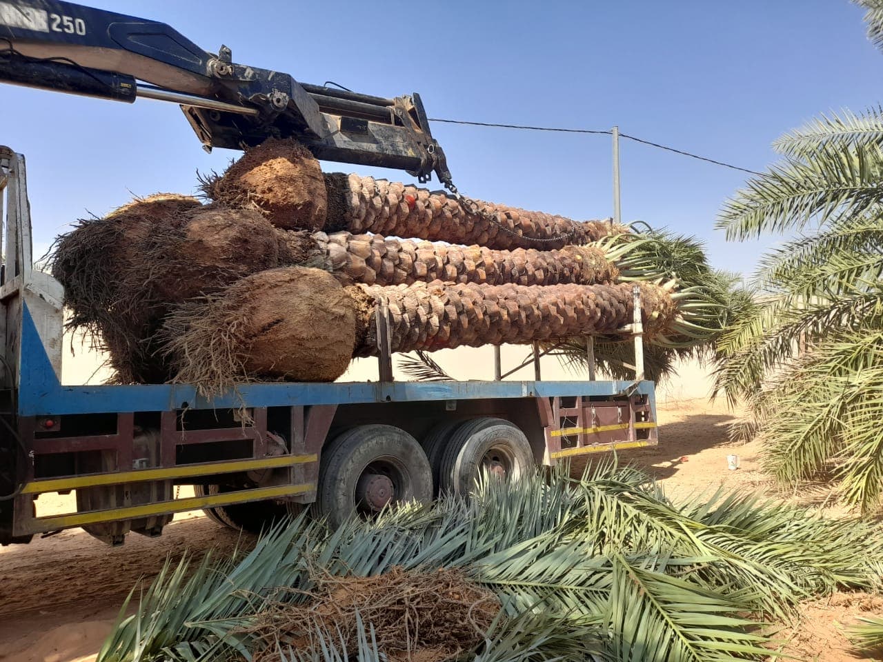 نخيل
